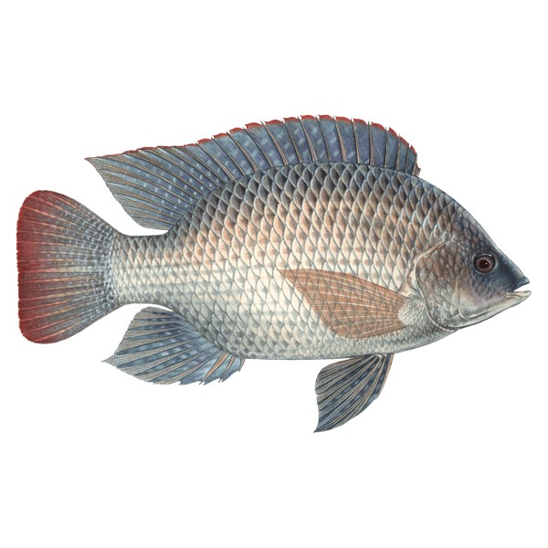 Tilapia