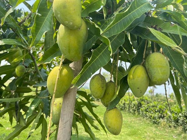 Savanna Farm Products promo