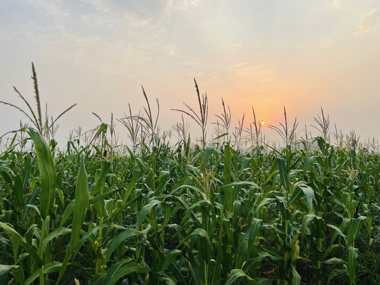 Savanna Farm Products promo